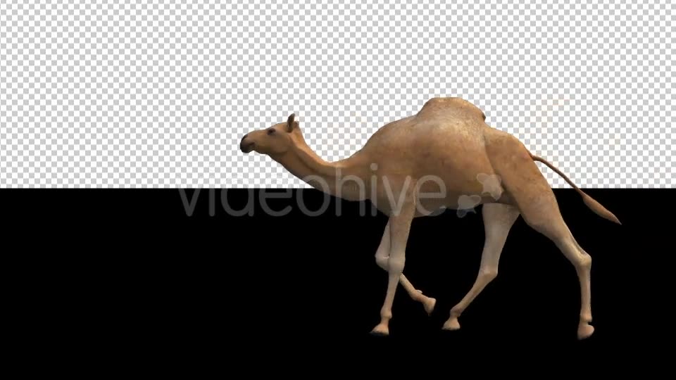 Camel Moving Videohive 18412357 Motion Graphics Image 6