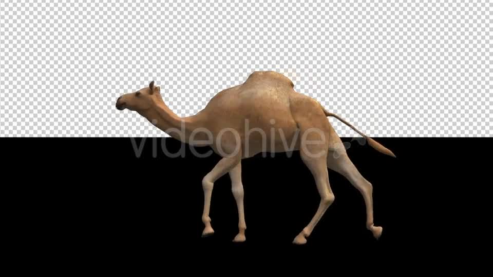 Camel Moving Videohive 18412357 Motion Graphics Image 7