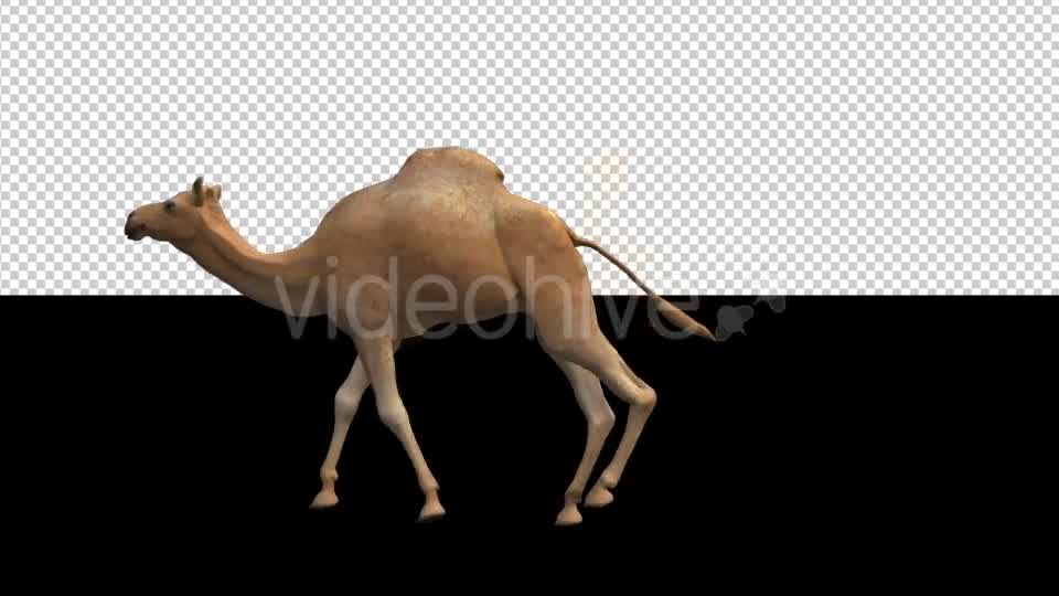 Camel Moving Videohive 18412357 Motion Graphics Image 8