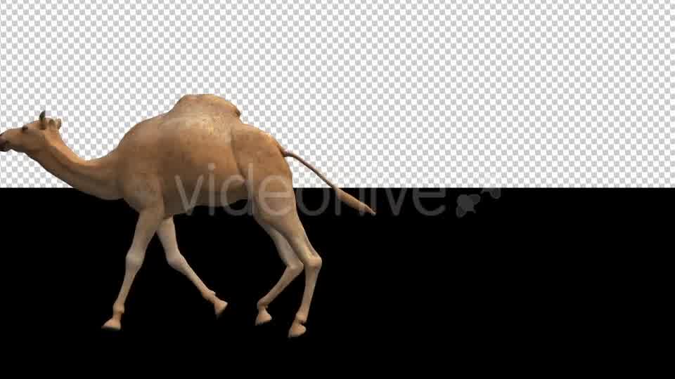 Camel Moving Videohive 18412357 Motion Graphics Image 9