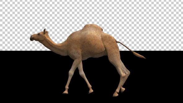 Camel Moving - Videohive Download 18412357