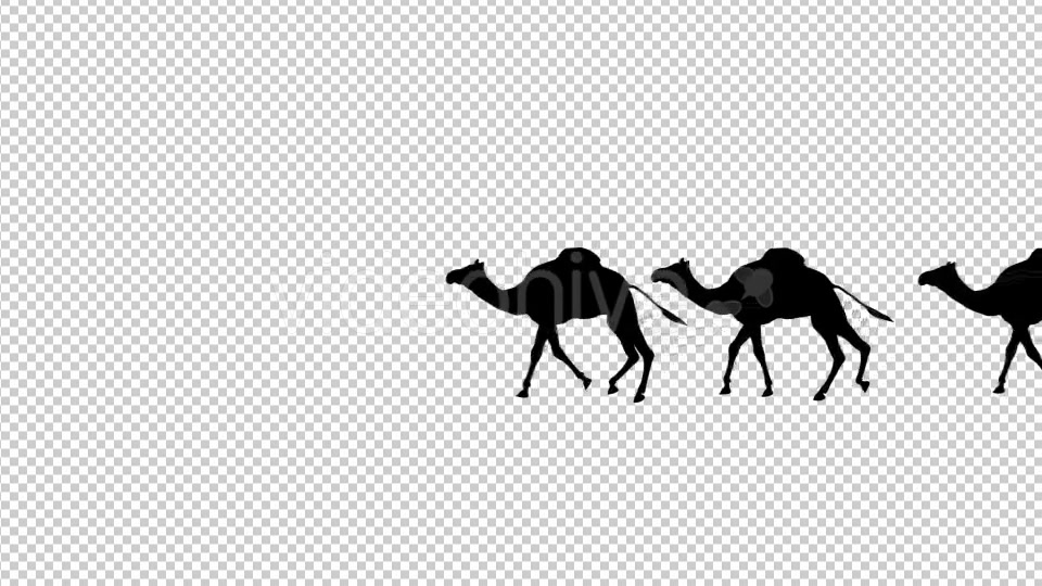 Camel Silhouettes Videohive 20514872 Motion Graphics Image 4