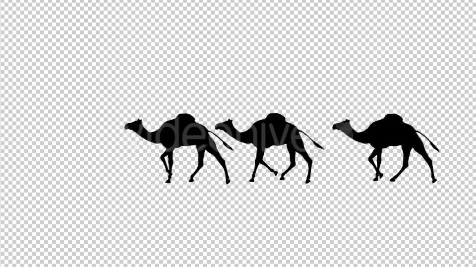 Camel Silhouettes Videohive 20514872 Motion Graphics Image 5