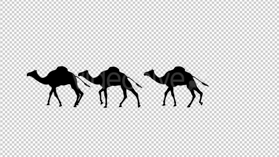 Camel Silhouettes Videohive 20514872 Motion Graphics Image 6