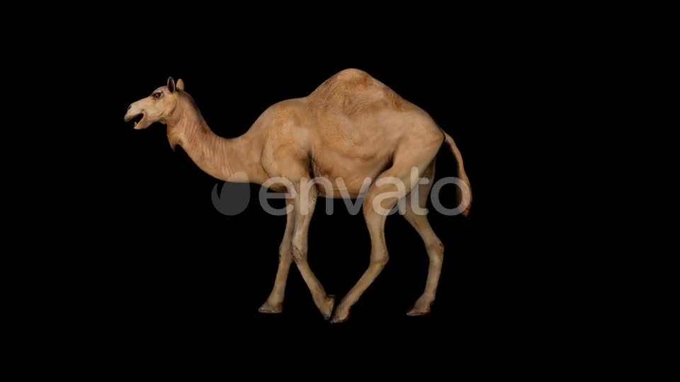 Camel Walk Videohive 23373577 Motion Graphics Image 1