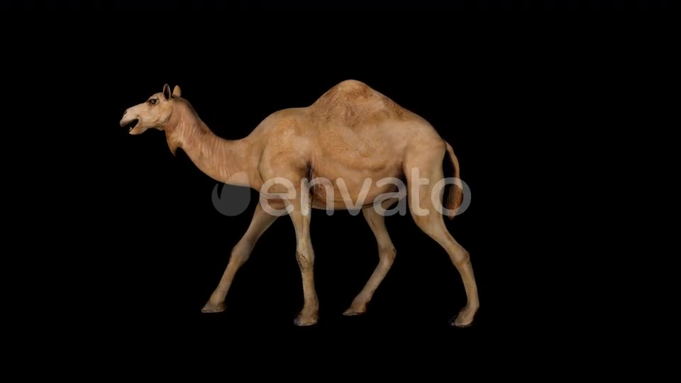Camel Walk Videohive 23373577 Motion Graphics Image 2