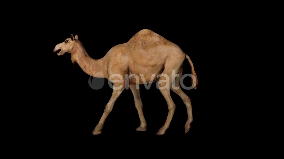 Camel Walk Videohive 23373577 Motion Graphics Image 3