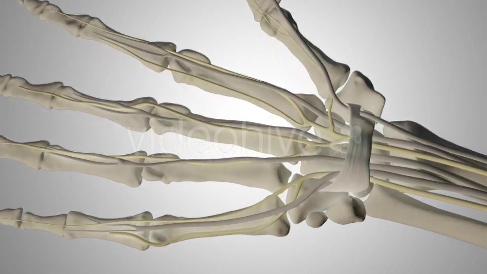 Carpal Tunnel Syndrome Videohive 20207663 Motion Graphics Image 3