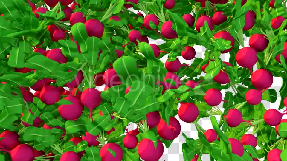 Cartoon Vegetable Transition Videohive 16909895 Motion Graphics Image 11