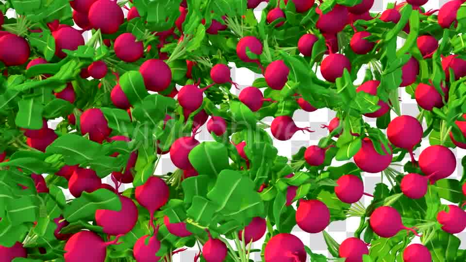 Cartoon Vegetable Transition Videohive 16909895 Motion Graphics Image 12