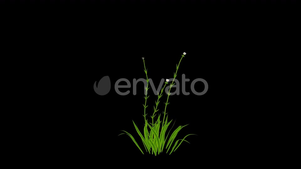 Cartoon White Flowers Grow Videohive 24625750 Motion Graphics Image 2