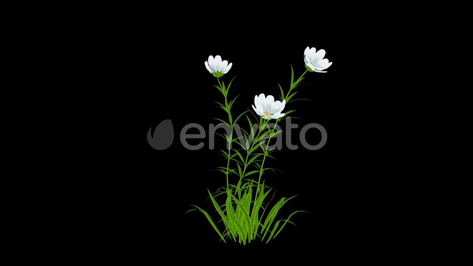 Cartoon White Flowers Grow Videohive 24625750 Motion Graphics Image 3