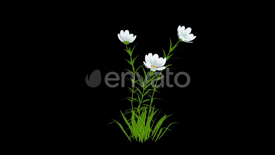 Cartoon White Flowers Grow Videohive 24625750 Motion Graphics Image 4