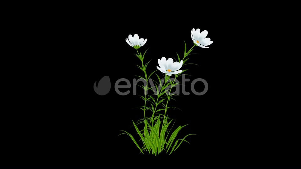 Cartoon White Flowers Grow Videohive 24625750 Motion Graphics Image 6