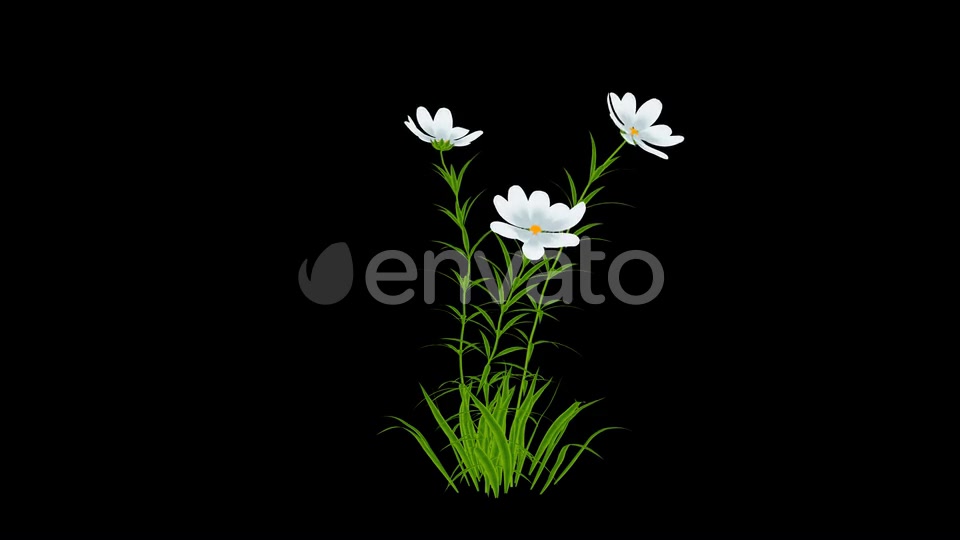 Cartoon White Flowers Grow Videohive 24625750 Motion Graphics Image 9