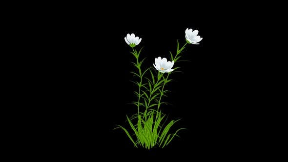 Cartoon White Flowers Grow - Videohive 24625750 Download