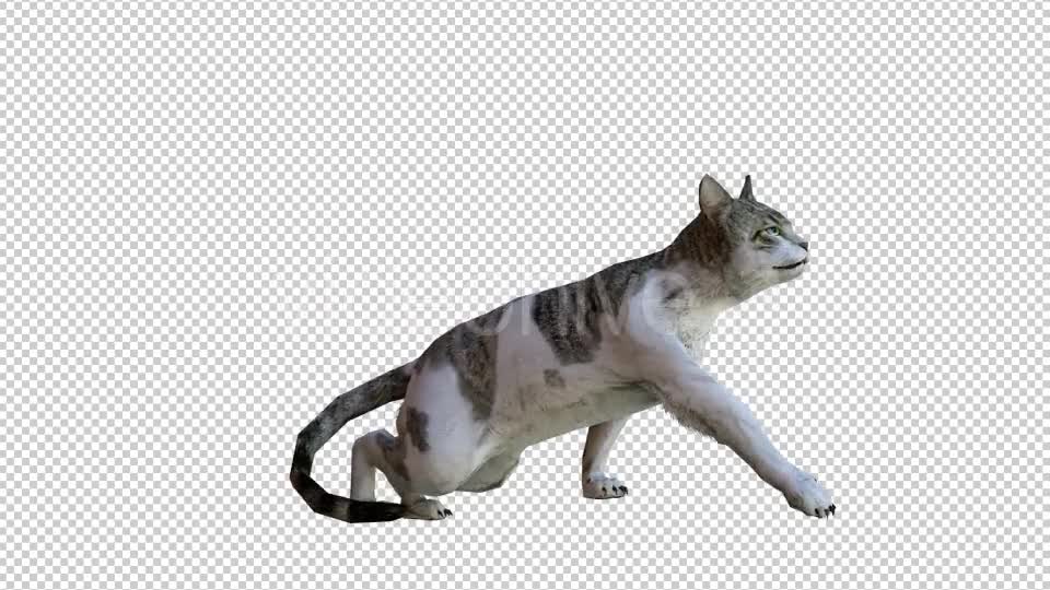 Cat 1 Realistic Videohive 21085049 Motion Graphics Image 1