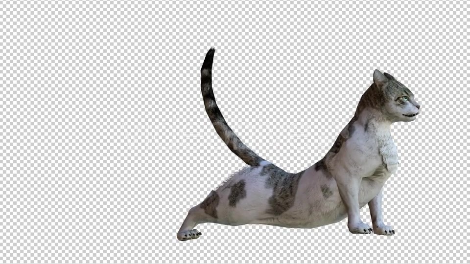 Cat 1 Realistic Videohive 21085049 Motion Graphics Image 4