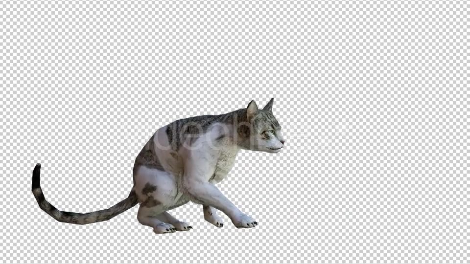 Cat 1 Realistic Videohive 21085049 Motion Graphics Image 5