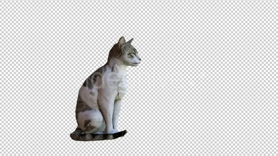 Cat 1 Realistic Videohive 21085049 Motion Graphics Image 6