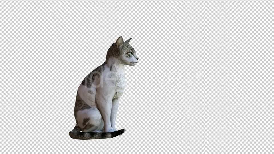 Cat 1 Realistic Videohive 21085049 Motion Graphics Image 7