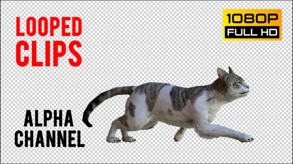 Cat 1 Realistic - Videohive 21085049 Download