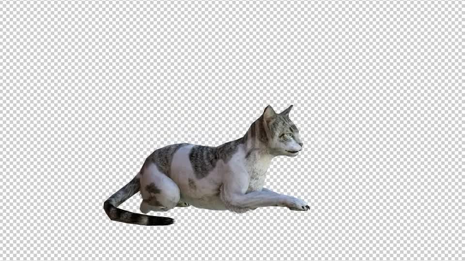 Cat 2 Realistic Videohive 21085180 Motion Graphics Image 1