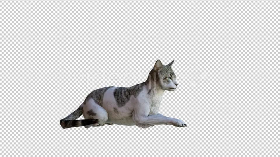 Cat 2 Realistic Videohive 21085180 Motion Graphics Image 2
