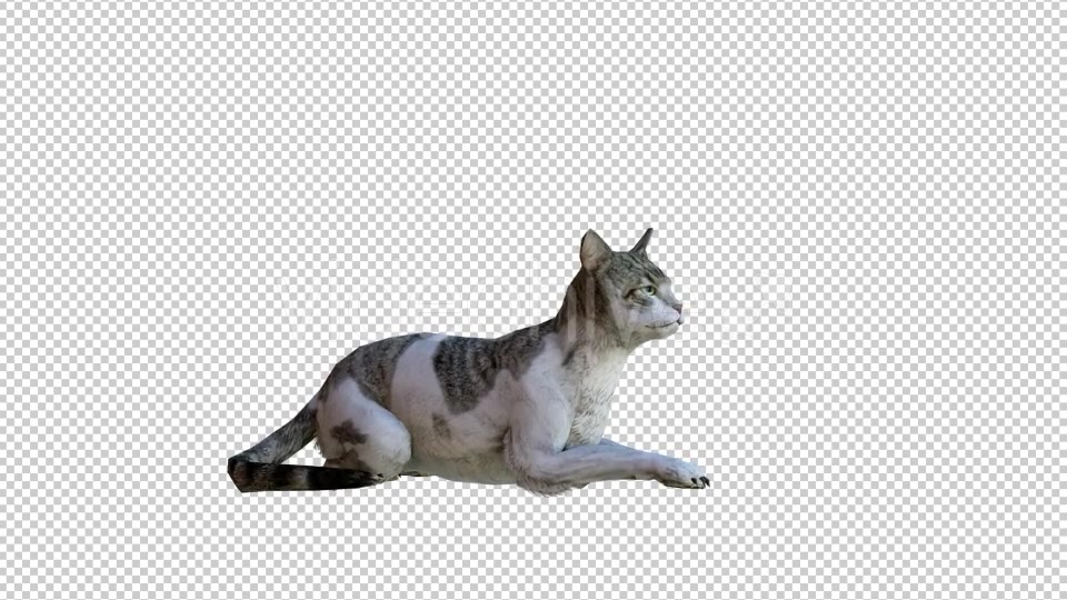Cat 2 Realistic Videohive 21085180 Motion Graphics Image 3
