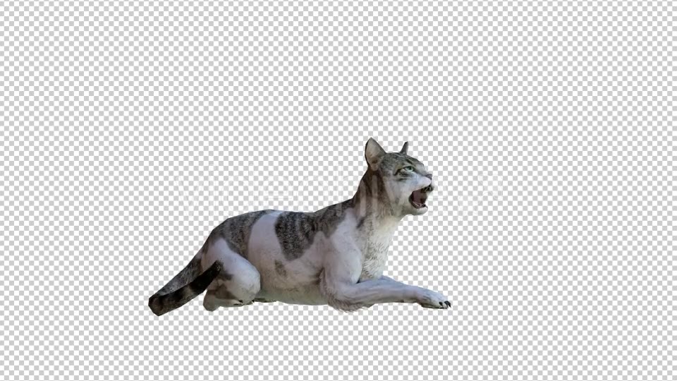 Cat 2 Realistic Videohive 21085180 Motion Graphics Image 5