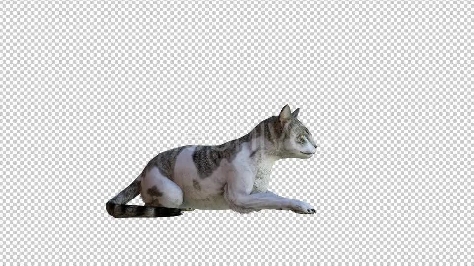 Cat 2 Realistic Videohive 21085180 Motion Graphics Image 6