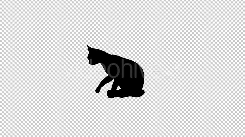 Cat Silhouette Videohive 19622989 Motion Graphics Image 1
