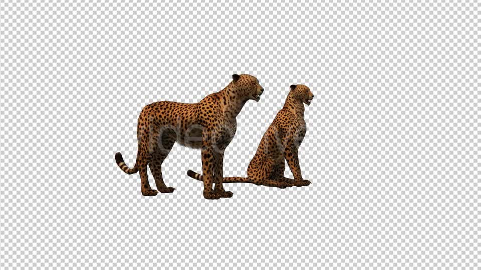 Cheetah Family Videohive 19304143 Motion Graphics Image 1