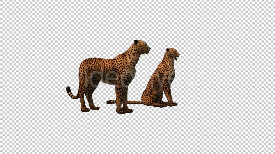 Cheetah Family Videohive 19304143 Motion Graphics Image 2