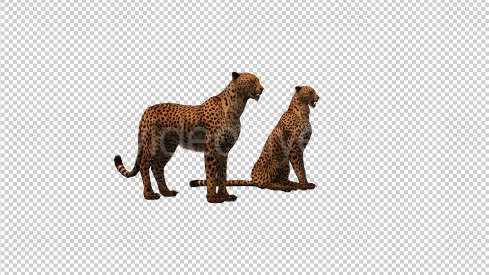 Cheetah Family Videohive 19304143 Motion Graphics Image 3