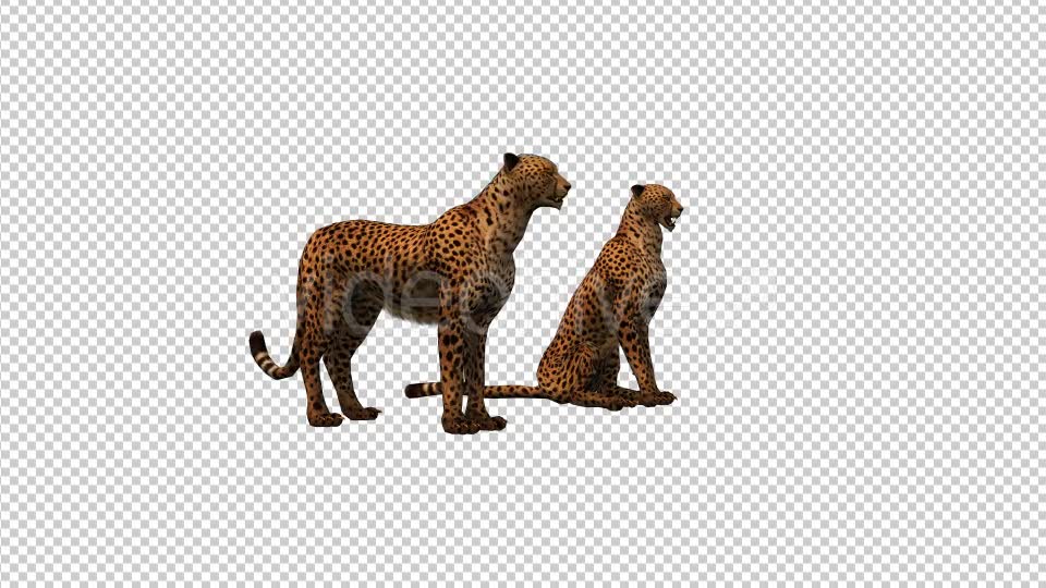 Cheetah Family Videohive 19304143 Motion Graphics Image 6