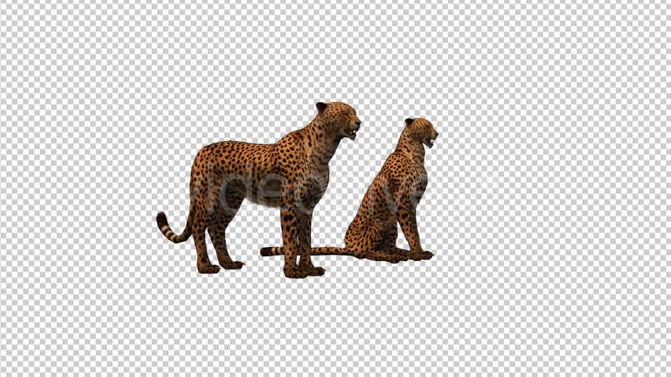 Cheetah Family Videohive 19304143 Motion Graphics Image 7