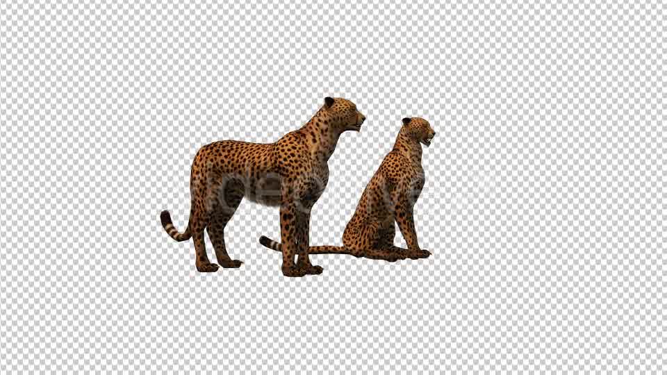 Cheetah Family Videohive 19304143 Motion Graphics Image 9