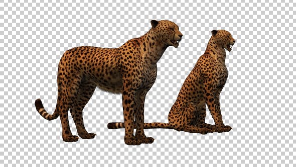Cheetah Family - 19304143 Videohive Download