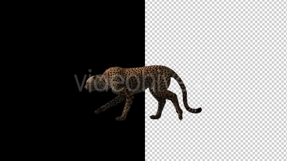 Cheetah Run And Walk Animations 2 Scene Videohive 18370987 Motion Graphics Image 1