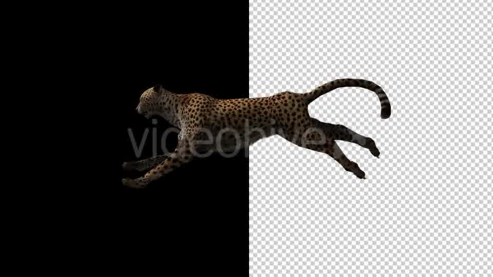Cheetah Run And Walk Animations 2 Scene Videohive 18370987 Motion Graphics Image 10