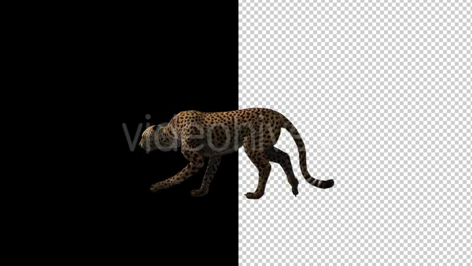 Cheetah Run And Walk Animations 2 Scene Videohive 18370987 Motion Graphics Image 2