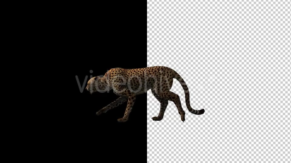 Cheetah Run And Walk Animations 2 Scene Videohive 18370987 Download Direct  Motion Graphics