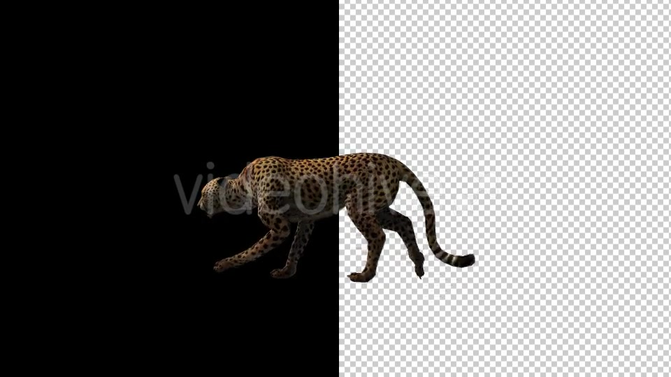 Cheetah Run And Walk Animations 2 Scene Videohive 18370987 Motion Graphics Image 4