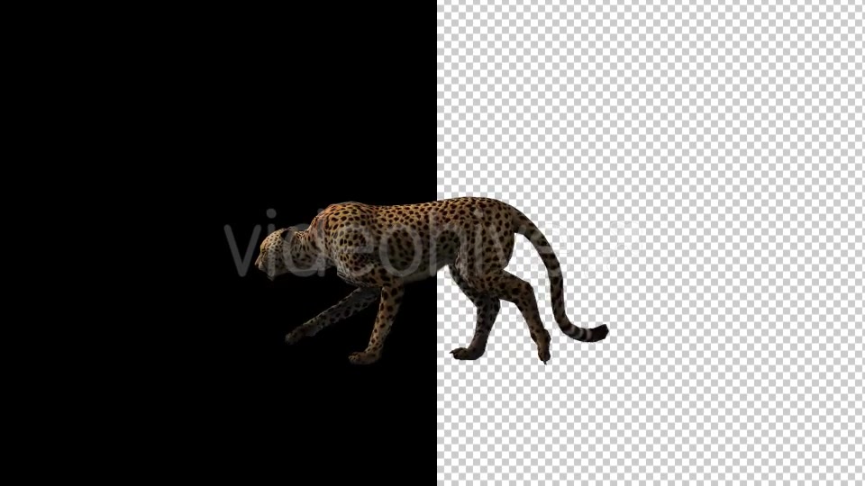 Cheetah Run And Walk Animations 2 Scene Videohive 18370987 Motion Graphics Image 5
