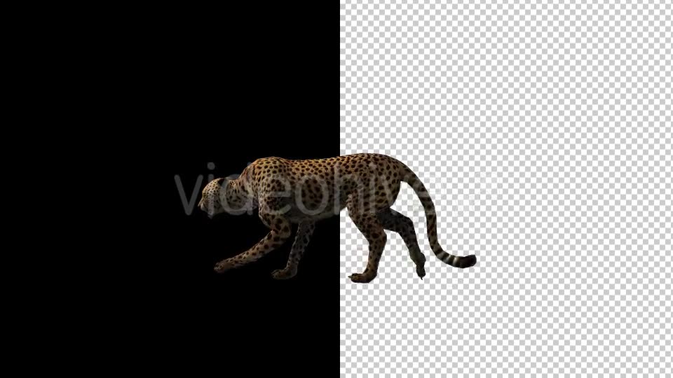Cheetah Run And Walk Animations 2 Scene Videohive 18370987 Motion Graphics Image 6