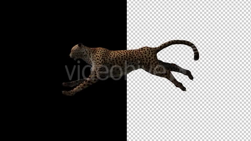 Cheetah Run And Walk Animations 2 Scene Videohive 18370987 Motion Graphics Image 7