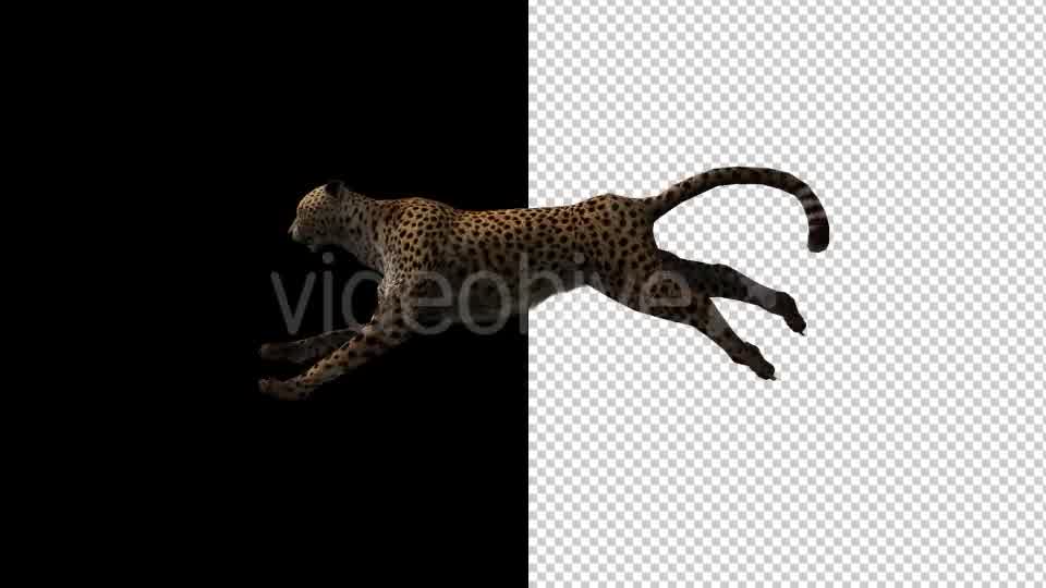 Cheetah Run And Walk Animations 2 Scene Videohive 18370987 Motion Graphics Image 9