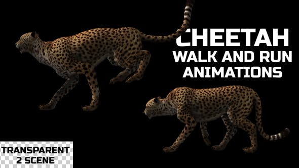 Cheetah Run And Walk Animations 2 Scene - Download 18370987 Videohive