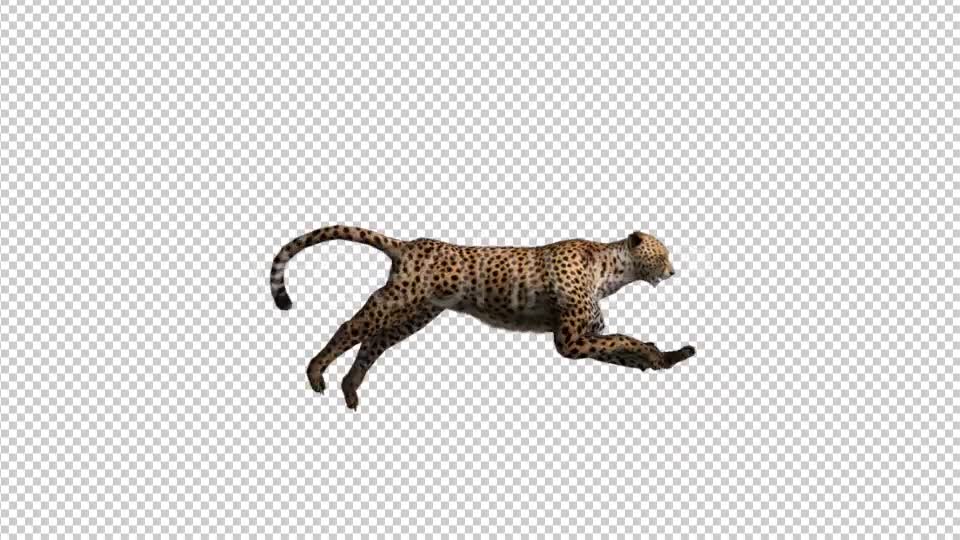 Cheetah Run Videohive 21176580 Motion Graphics Image 1